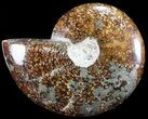 Polished, Agatized Ammonite (Cleoniceras) with Pyrite #60744-1
